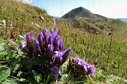 57 Gentiana anisodonta ramosa con vista in Sodadura